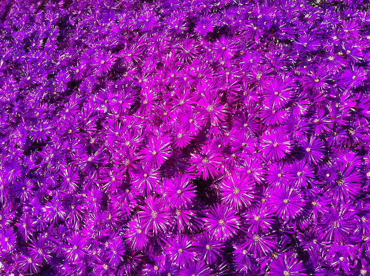 purple, ice plant, spring