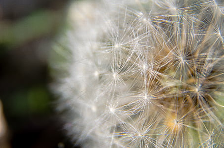 bright, close-up, dandelion, dandelion seeds, delicate, flower, outdoors