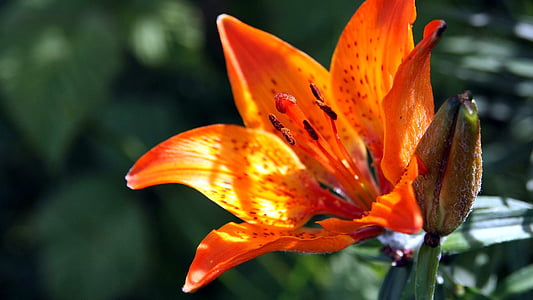 Natura, kwiat, Lily, Płatek, kolor pomarańczowy, kwiat, kruchość