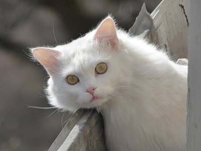 dyr, fluffy katten, hvite katten