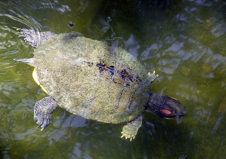 freshwater turtle, swimming, water, shell, underwater, stream, terrapin