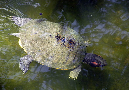 slatkovodne kornjače, tijekom, vode, ljuska, pod vodom, tok, Populacija riječne kornjače