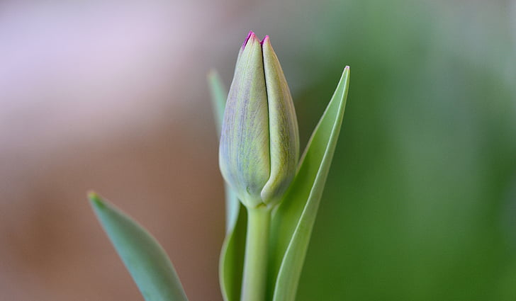 Tulipán, květ, zavřeno, Zavřít, schnittblume, Jarní květina, Příroda