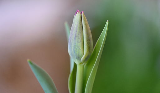 Tulip, bloem, gesloten, sluiten, schnittblume, voorjaar bloem, natuur