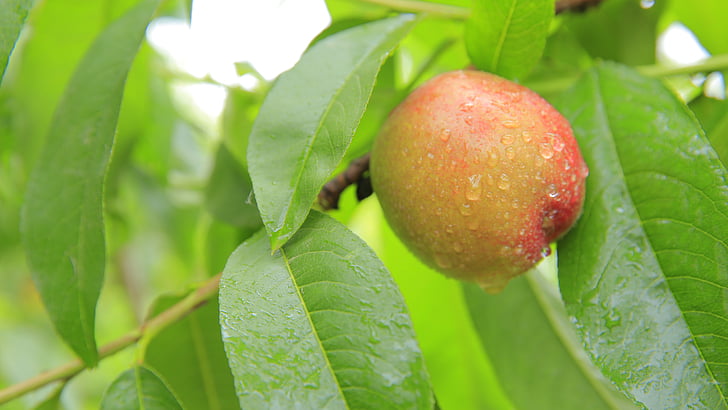 Peaches, Peach, mature, fruits, feuille, nature, arbre