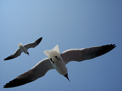 sea gulls, birds, wild, animal, wildlife, ocean, sky