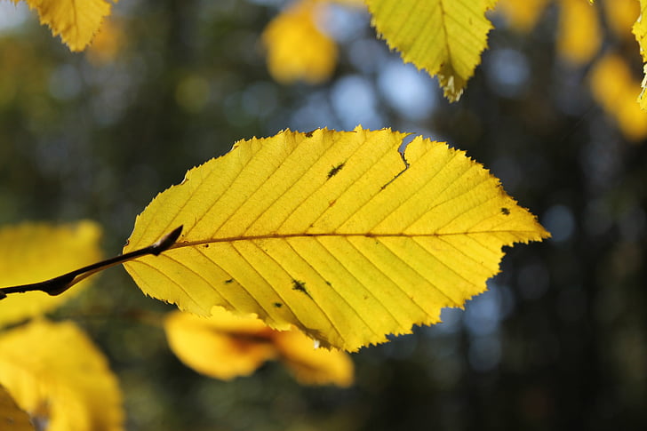 jesen, list, osušeni listovi, drvo, grana