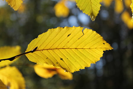 秋, リーフ, 乾燥葉, ツリー, 木の枝