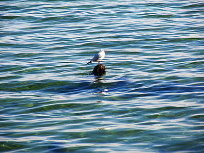 water, sea, water bird, bird, lake constance, lake, gull
