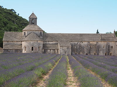 abbaye de sénanque, monastery, abbey, notre dame de sénanque, the order of cistercians, gordes, vaucluse