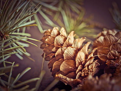 pine cones, fir, tap, tree, forest, nature, brown