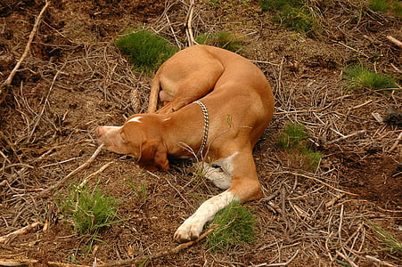 perro de caza, naturaleza, animal, mascota, para dormir, rojo marrón, puntero de