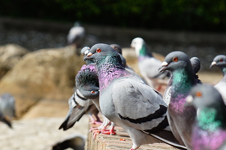 Pigeon, public static, animal de compagnie
