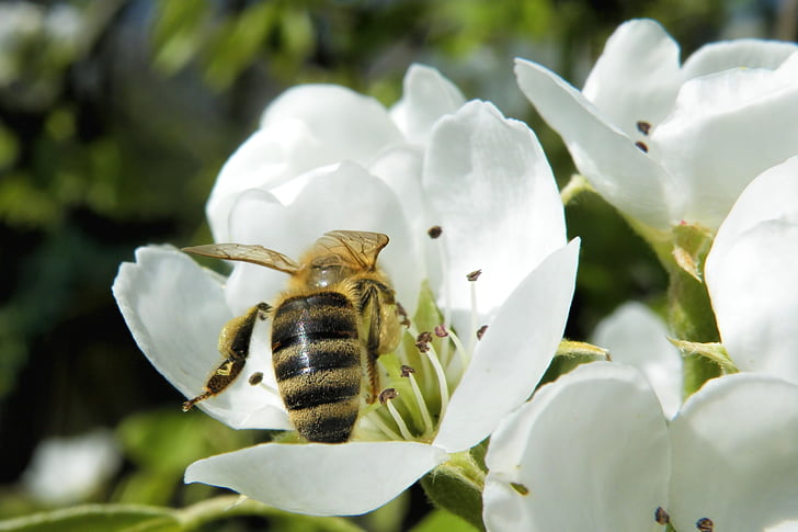 Blossom, hyönteinen, mehiläinen, kevään, kukinnan oksa, Luonto, eläinten Teemat