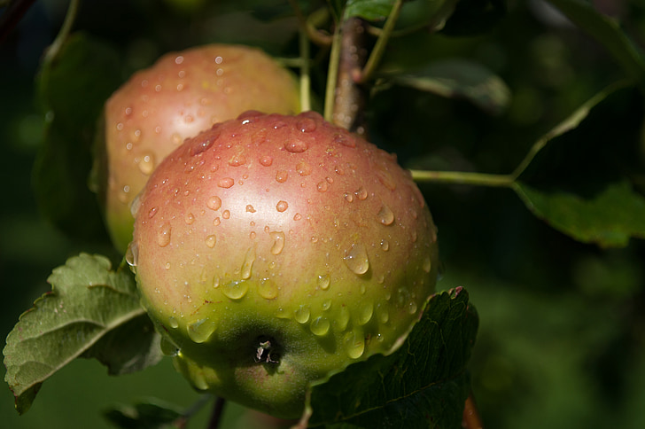 jabolko, dež, liste, zelena, sezona, vrt, drevo
