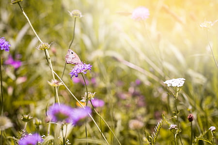 letní louka, přírodní trávník, louka, Luční kvítí, květiny, Příroda, motýl