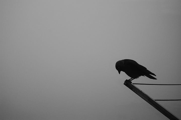 bird, crow, raven, rook bird, autumn, sadness, black