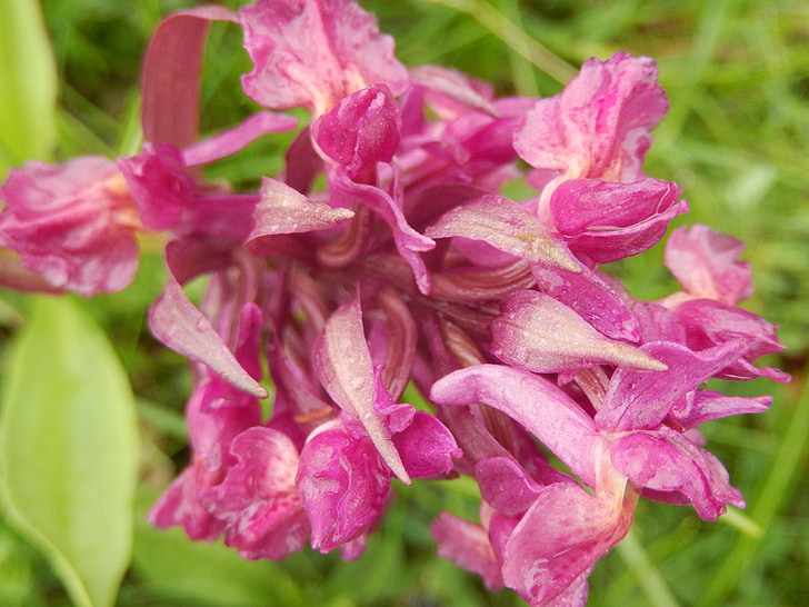 hyacinth selvagem, flor, Primavera