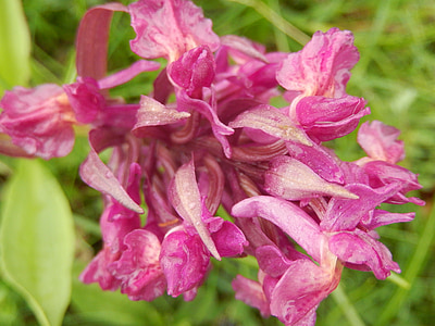hoang hyacinth, Hoa, mùa xuân