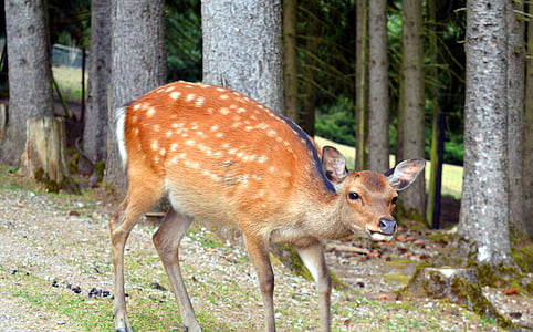 roe deer, wild, fallow deer, female, ricke, forest, wild animal