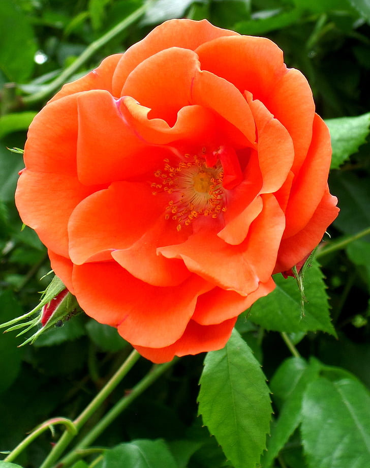 Rose, orange, fleur