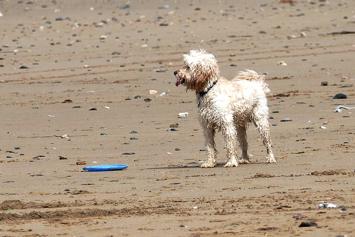 cão, praia, animal de estimação, animal, Verão, oceano, férias