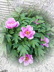 Peònia, Peònia Rosa, flor, natura, brot de peònies, planta, color rosa