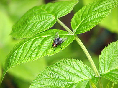 insect, fly, nature, insects, be, plant, arthropod