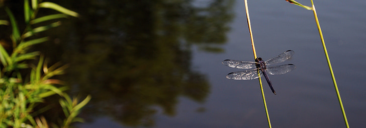Dragonfly, jezero, léto