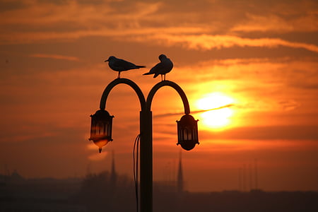 chim mòng biển, thủy, Nhà thờ Hồi giáo, năng lượng mặt trời, Galata bridge, v, vùng biển