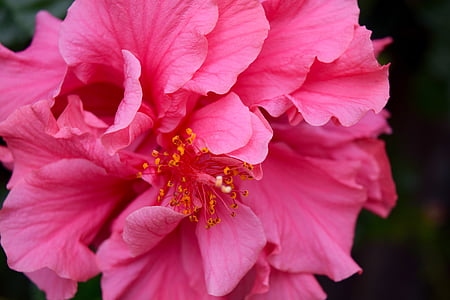 Hibiscus, vĩ mô, màu hồng, nhụy hoa, Hoa, nhiệt đới, Sân vườn