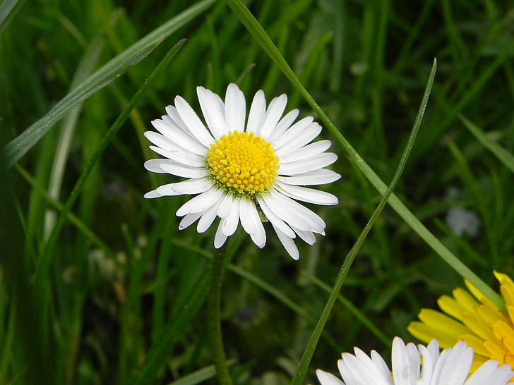 Daisy, blomma, vit, naturen, våren, äng, Marguerite