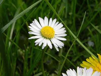 Daisy, bunga, putih, alam, musim semi, padang rumput, Marguerite