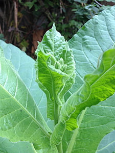 tabako augalo, žiedų, žydėti, tabako, vaistinių augalų, žiedynai, augalų