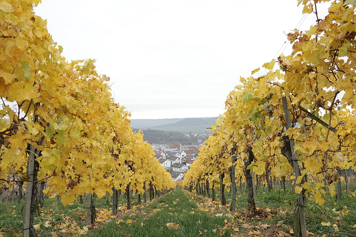 wine, vineyard, grapes, autumn, winemaker