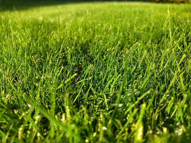 gräs, grön, trädgård, grönt gräs, naturen, äng, sommar