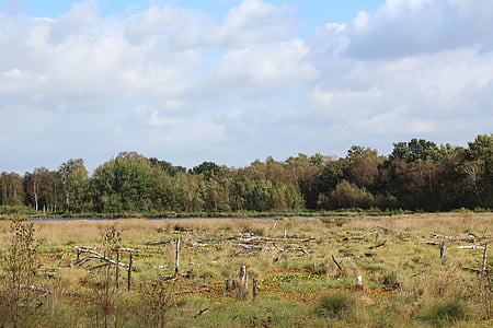 moor, peat, landscape, swamp, nature reserve