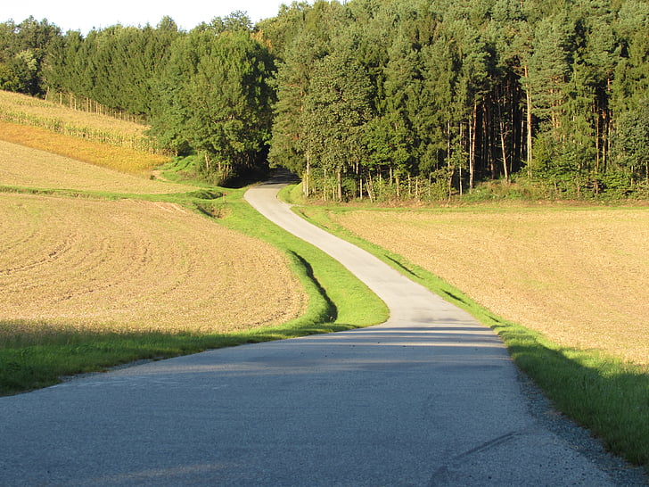 forest road, away, forest path, road, forest, landscape, germany