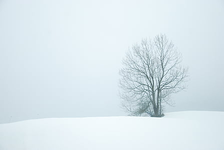 vinter, snö, träd, vit, naturen, jul, Frost