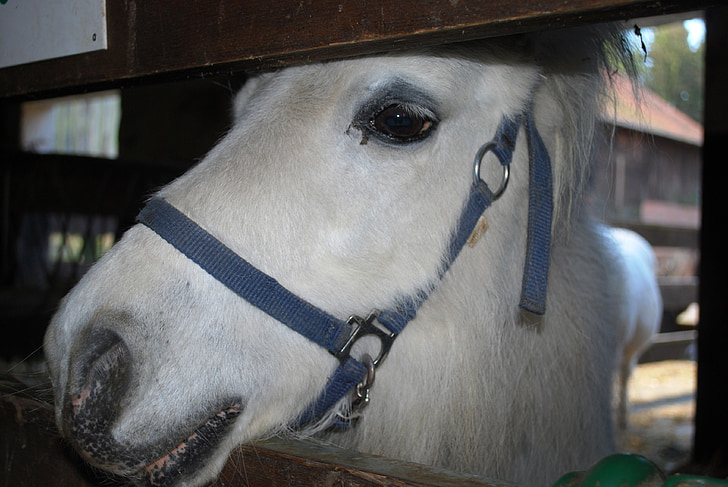 Pony, bílý kůň, stodola, farma, hlava, zvíře