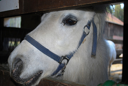 pony, white horse, barn, farm, head, animal