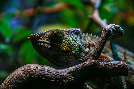 chameleon, reptile, color, scale, close, colorful, zoo
