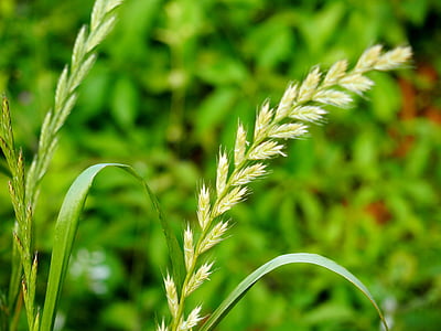 小麦, 草, 草の葉, 夏