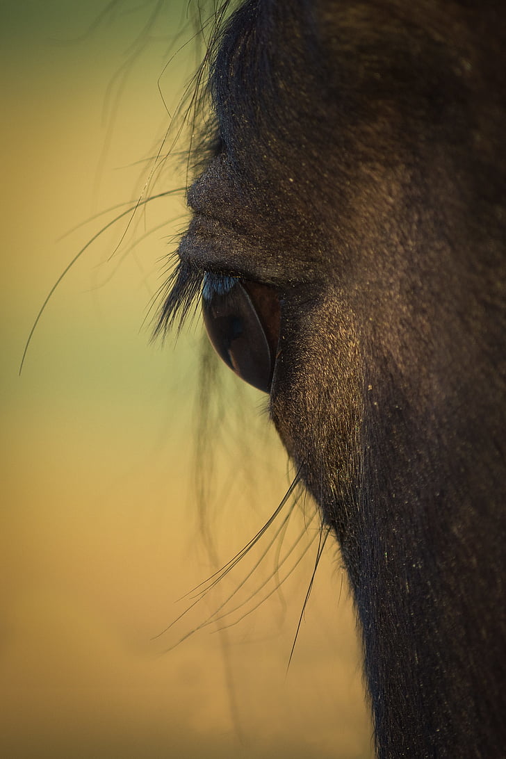 häst, öga, Horse eye, pferdeportrait, djur, hästhuvud, ögonfransar