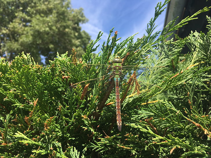 Dragonfly, groen, zomer, bug