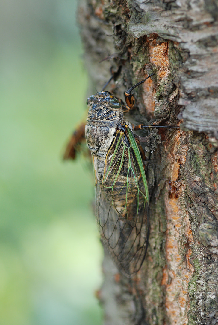 Cicada, mùa hè, một trong những động vật, mùa hè cao, màu xanh lá cây, sinh vật, côn trùng