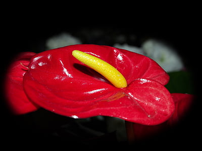 flors, en testos de flors, macro, vermell