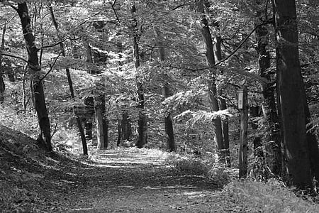 forest, walk, shadow, farewell, nature, forest path, rest