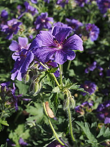 cranesbill, flor, flor, flor, hivernacle Gerani, planta ornamental, violeta