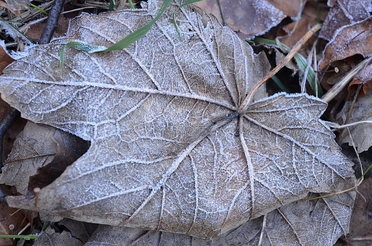 Leaf, ziemas, saldēti, auksti, salna, sniega